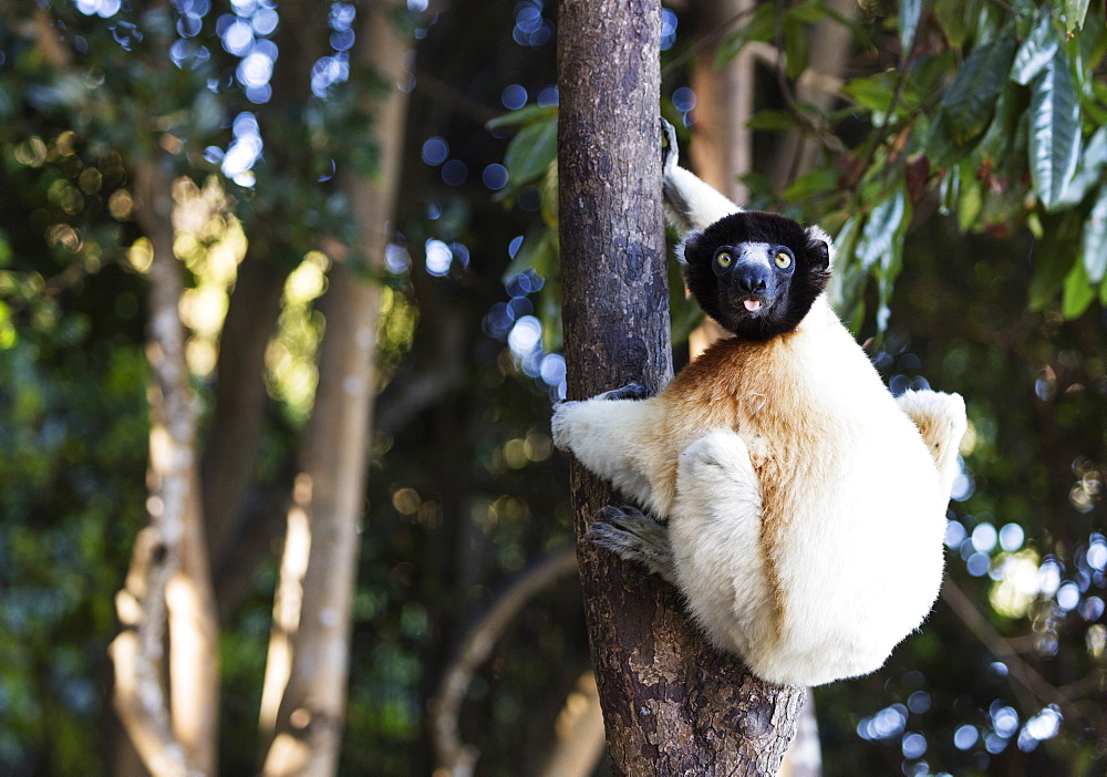 Crowned Verreaux's Sifaka (propithecus verreauxi coronatus), Nosy Iranja, northern area, Madagascar, Africa