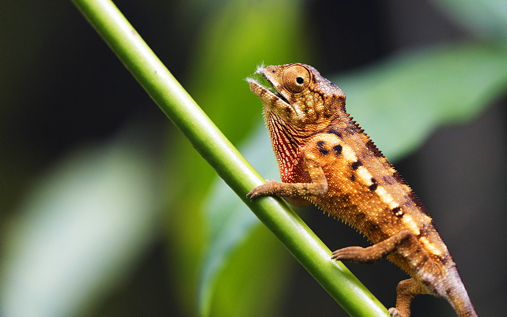 Panther chameleon (Furcifer pardalis), Ivoloina Zoological Park, Tamatave, Madagascar, Africa