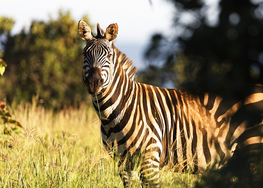 Burchell's Plains zebra (Equus quagga), Akagera National Park, Kigali, Rwanda, Africa