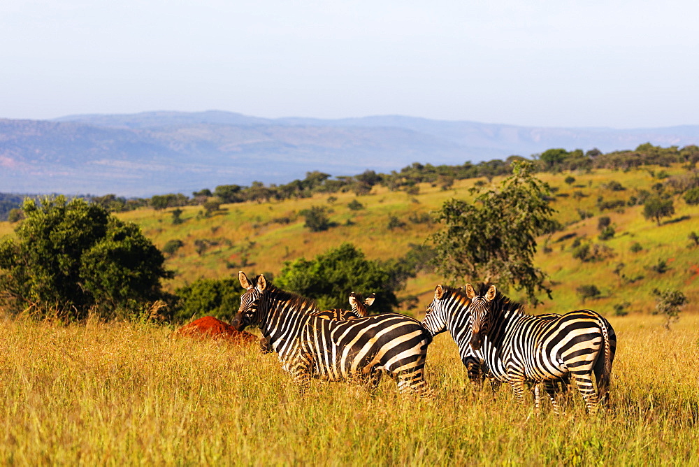 Burchell's Plains zebra (Equus quagga), Akagera National Park, Kigali, Rwanda, Africa