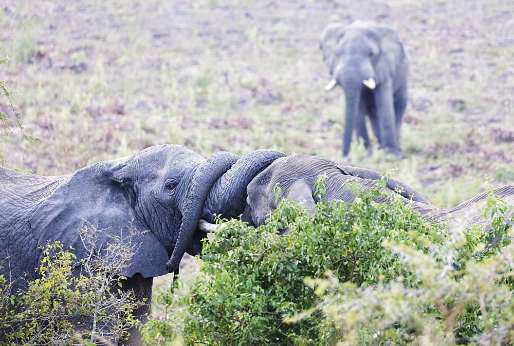 Ritual greeting of African elephant  (Loxodonta africana), Queen Elizabeth National Park, Uganda, Africa