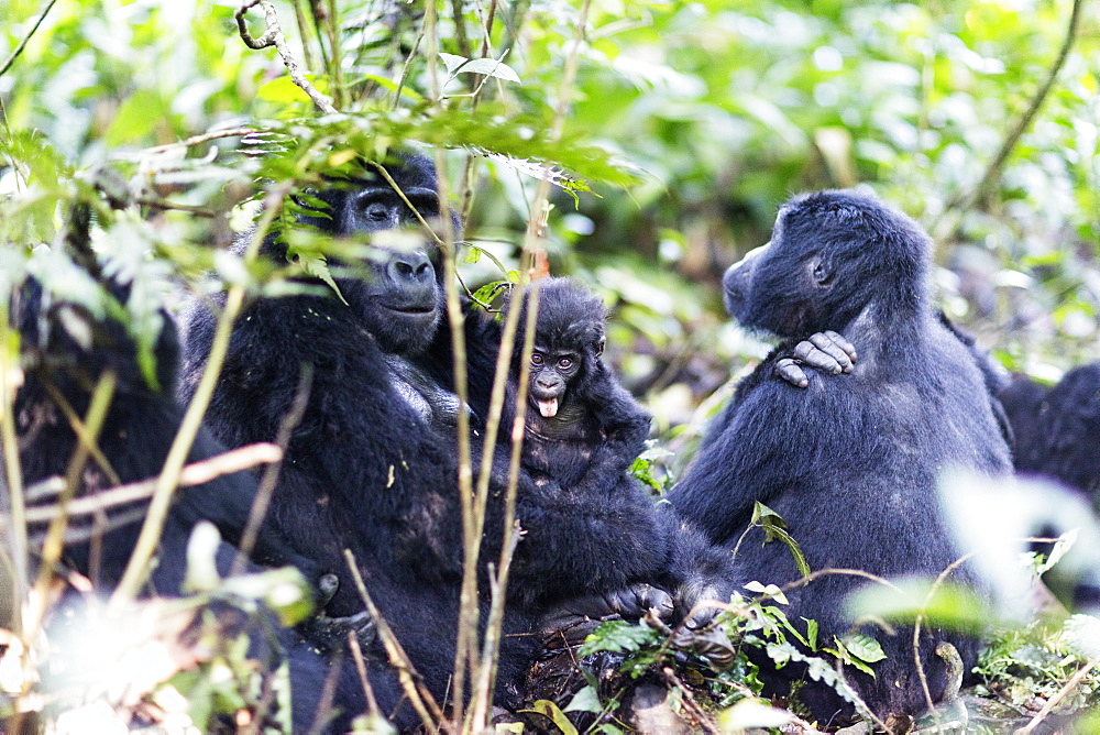 Gorillas, Rushegura Group, baby gorilla (Gorilla gorilla beringei), Bwindi Impenetrable Forest National Park, UNESCO World Heritage Site, Buhoma, Uganda, Africa