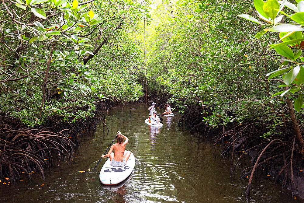 A girl on a stand up paddle board in mangrove swamp, Jozani Forest, Jozania Chwaka Bay National Park, Island of Zanzibar, Tanzania, East Africa, Africa