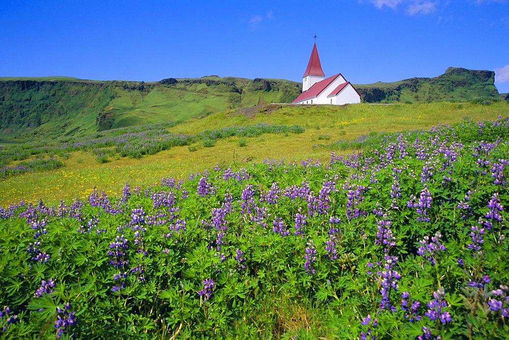 Church and lupin flowers, Vik, Iceland