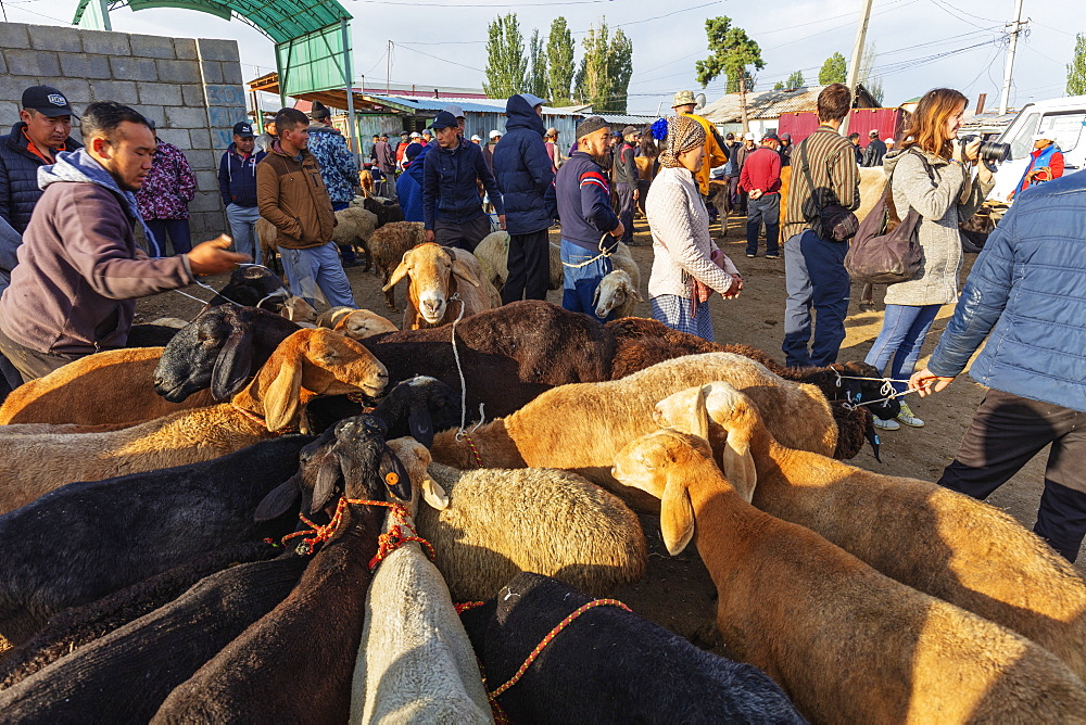 Sunday animal market, Karakol, Kyrgyzstan, Central Asia, Asia