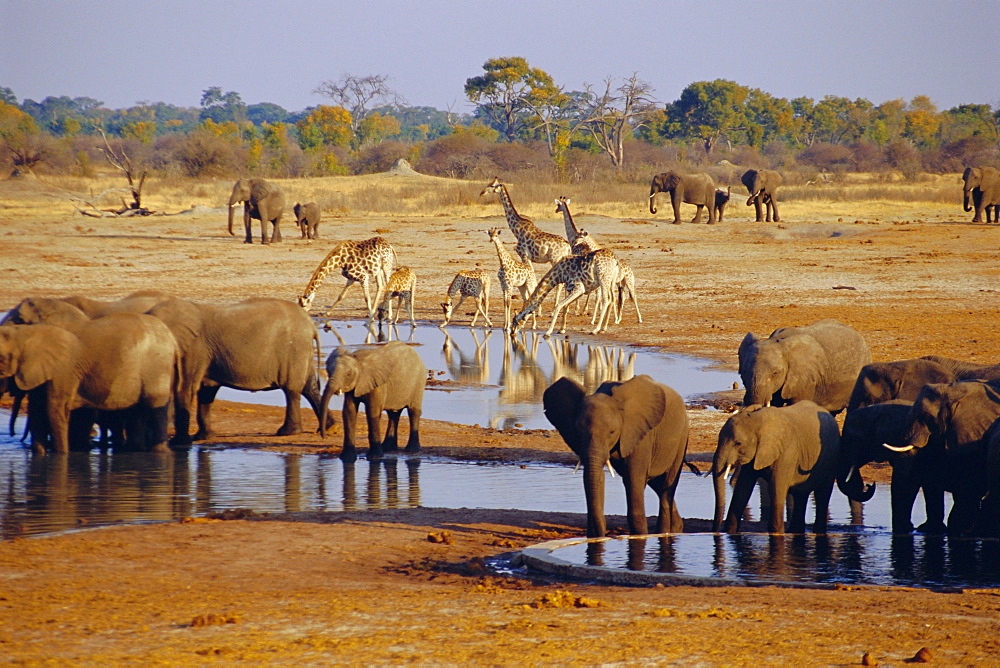 Giraffe and elephant at a water hole, Etosha National Park, Namibia