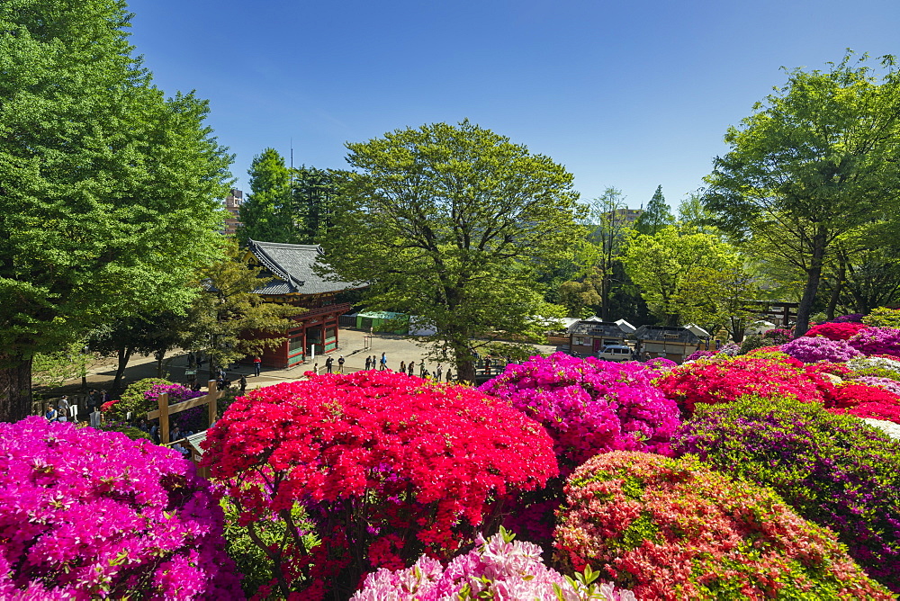 Azaleas (Rhododendron) (Ericaceae family), Nezu Shrine, Tokyo, Japan, Asia