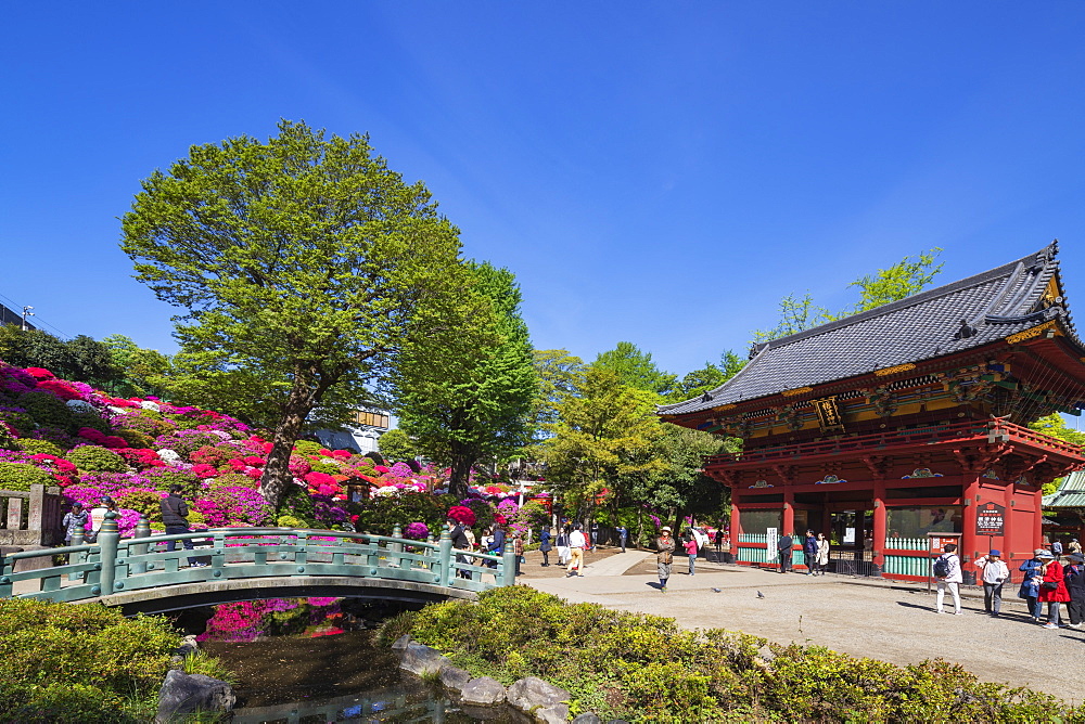 Azaleas, Nezu Shrine, Tokyo, Japan, Asia