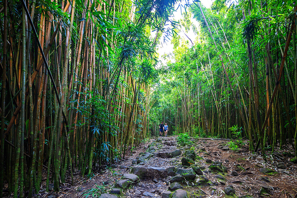 Hikers on Pipiwai trail in bamboo forest, Haleakala National Park, Maui Island, Hawaii, United States of America, North America