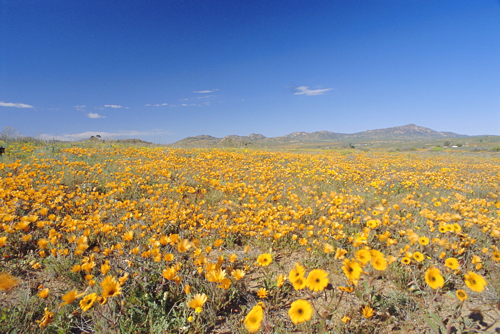 Spring flowers, Springbok, Namaqualand, Northern Cape Province, South Africa