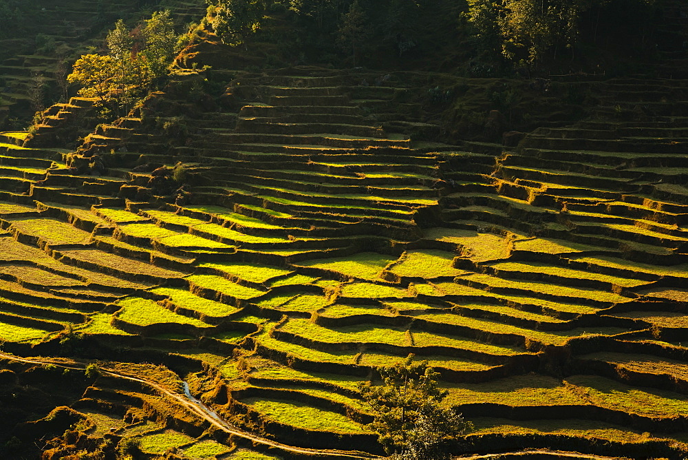 Terraced rice fields, near Pokhara, Gandak, Nepal, Asia