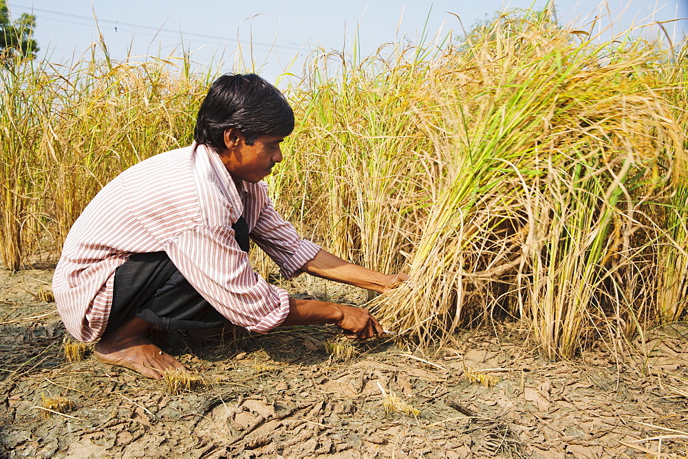 Rice being harvested by hand, Sajpur Ras, Gujarat, India, Asia