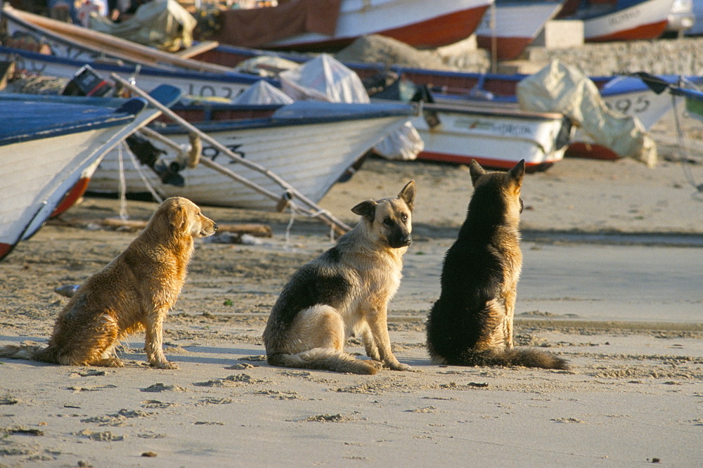 Fishermen's dogs awaiting their return, Horcon, Chile, South America