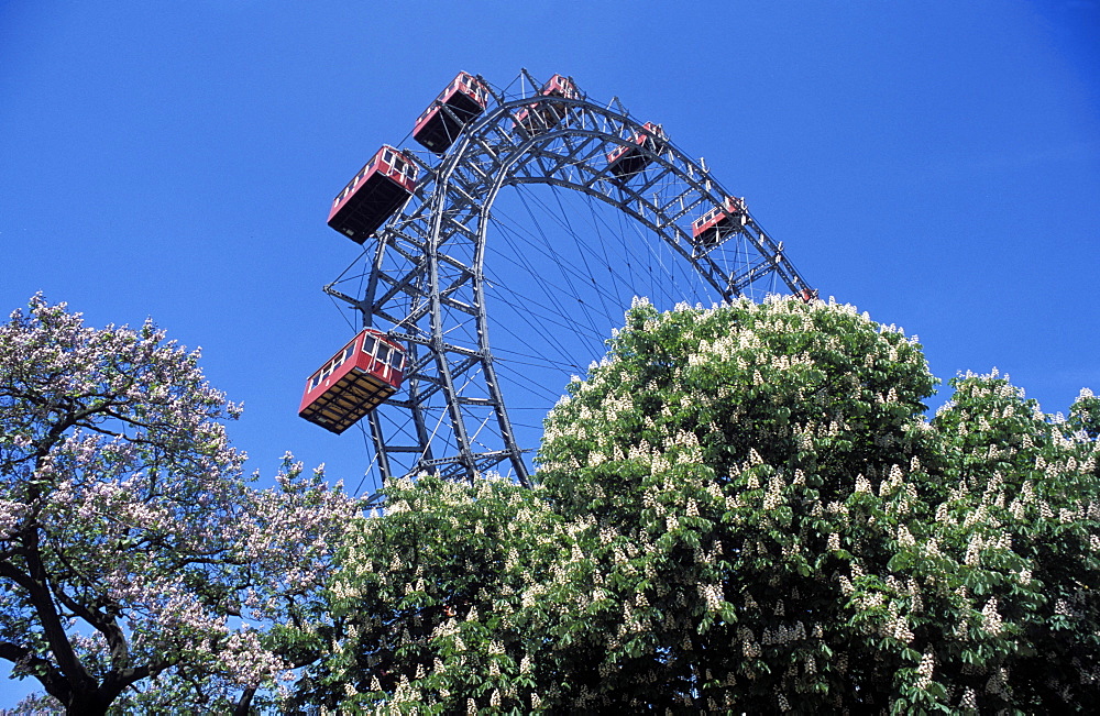 View of the giant Prater ferris wheel above chestnut trees in bloom, Prater entertainment park, Vienna, Austria, Europe