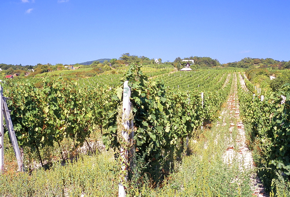 Vineyards in village of Modra, Bratislava Region, Slovakia, Europe