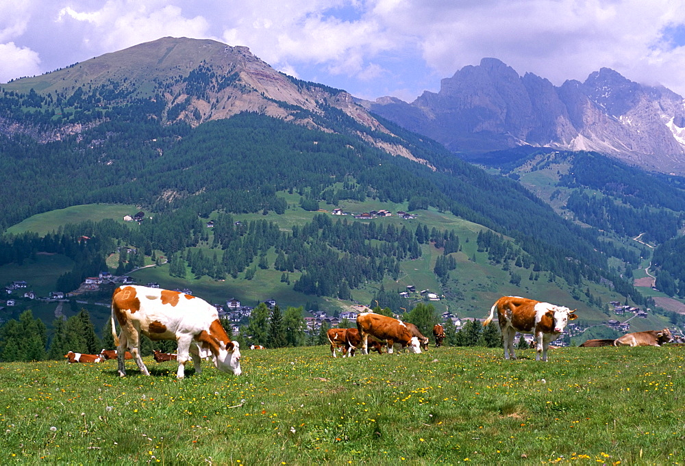 Cows grazing at Monte Pana and Leodle Geisler Odles range in background, Val Gardena, Dolomites, Alto Adige, Italy, Europe