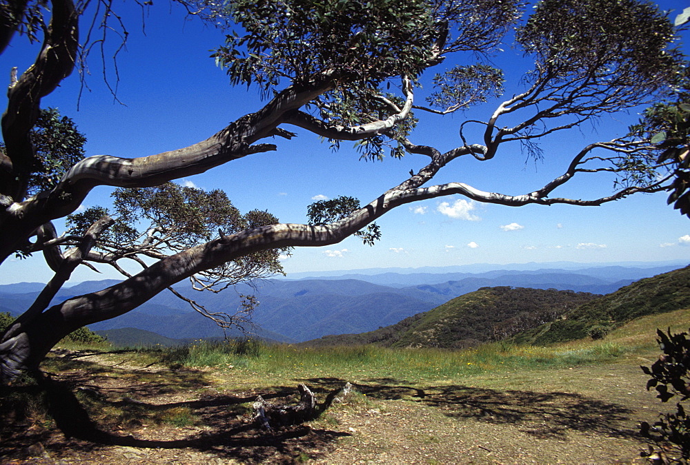 Landscape view of mountains of High Country from Razor Back through snow gum tree, Alpine National Park, High Country, Victoria, Australia, Pacific