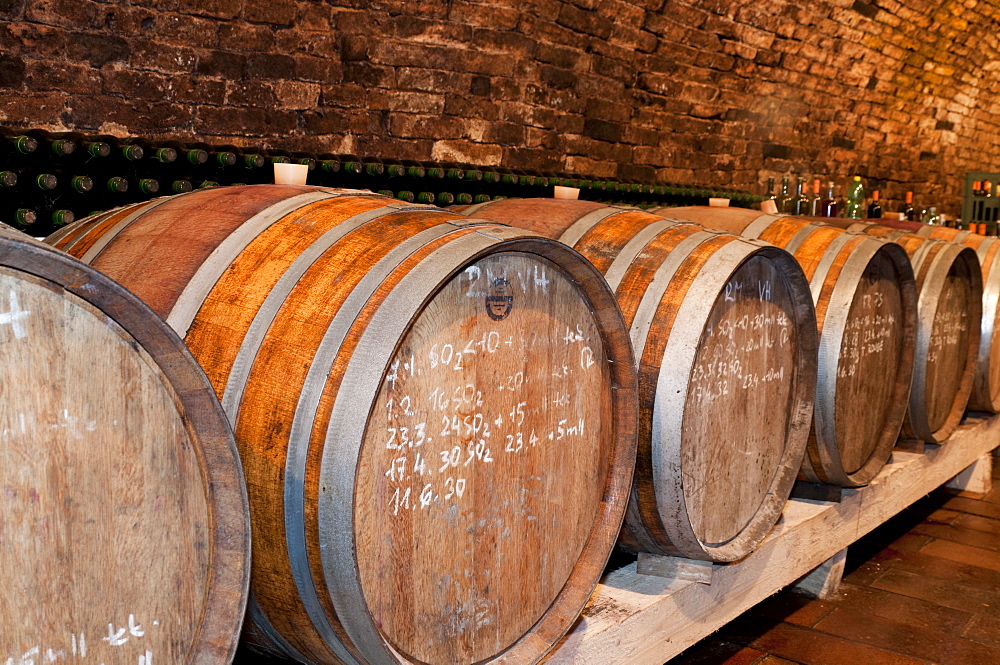 Wooden wine barrels and mould on walls of wine cellar of winemaker Petr Marada, village of Mikulcice, Brnensko, Czech Republic, Europe