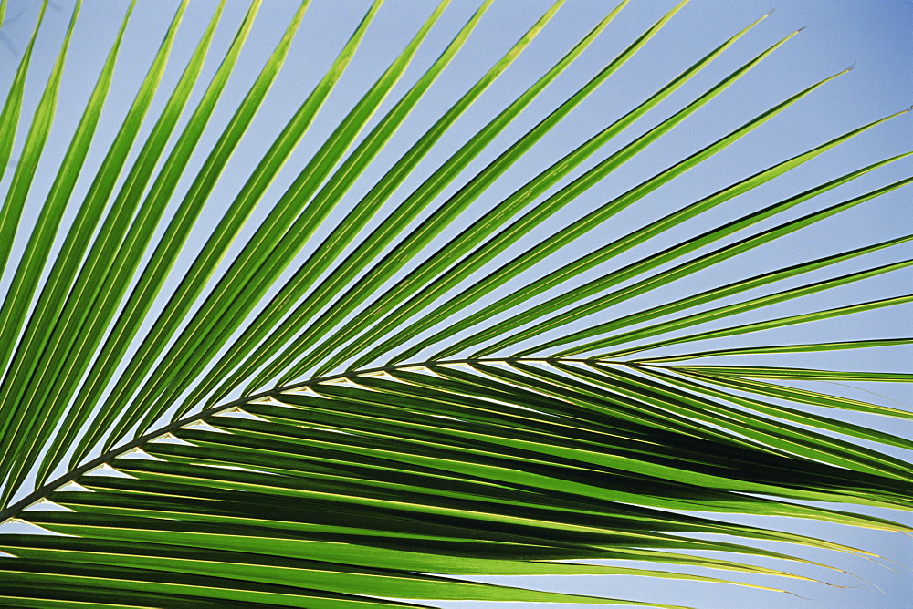 Close-up of palm leaf at Ko Samet Island, Rayong, Thailand, Asia