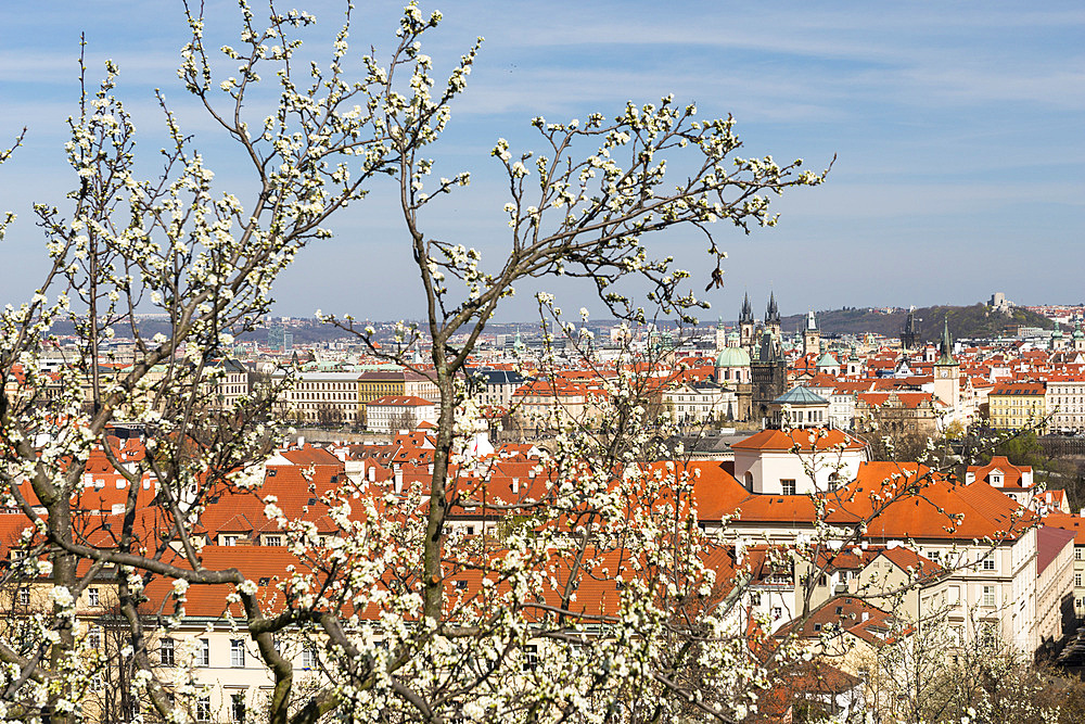 Rooftops of Lesser Town (Mala Strana) and Old Town through spring blossom, Prague, Czechia, Europe