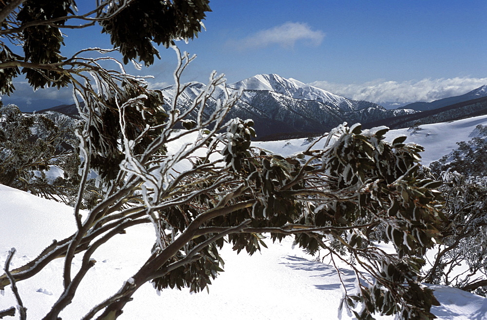 Winter landscape of mountains seen through snow-covered tree branches, Mount Feathertop from Mount Hotham, High Country, Victoria, Australia, Pacific