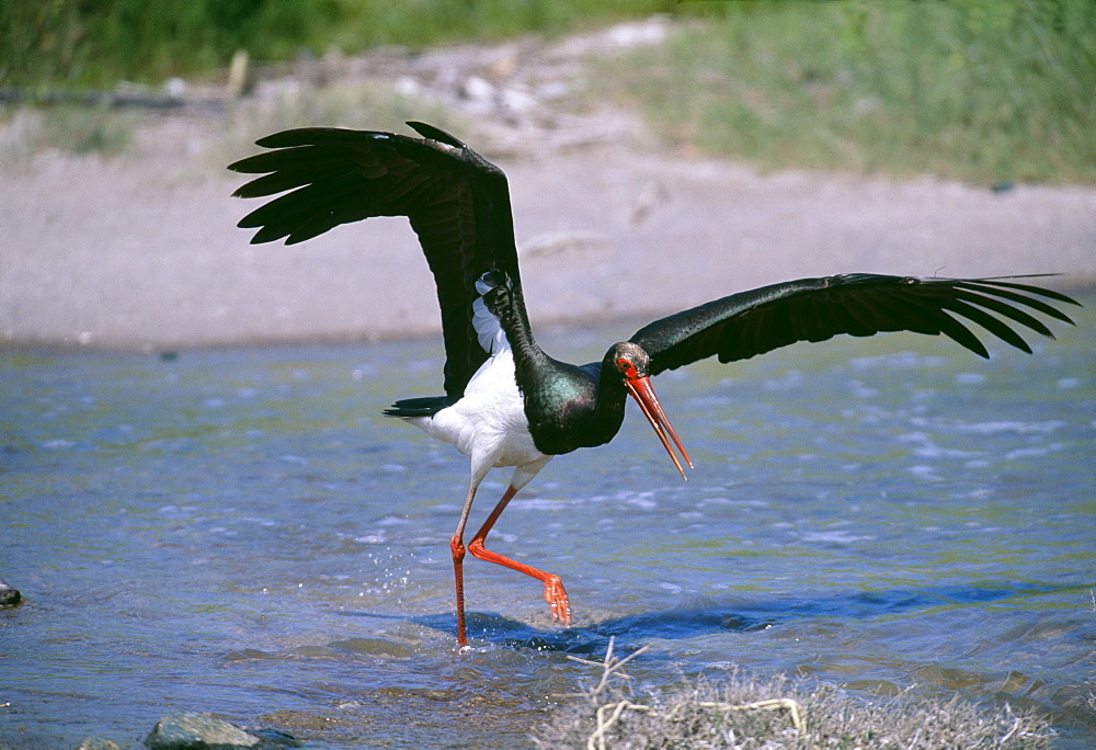 Black stork (Ciconia nigra) hunting fish in shallows, migrant on Lesvos in April, Lesvos, Greek Islands, Greece, Europe