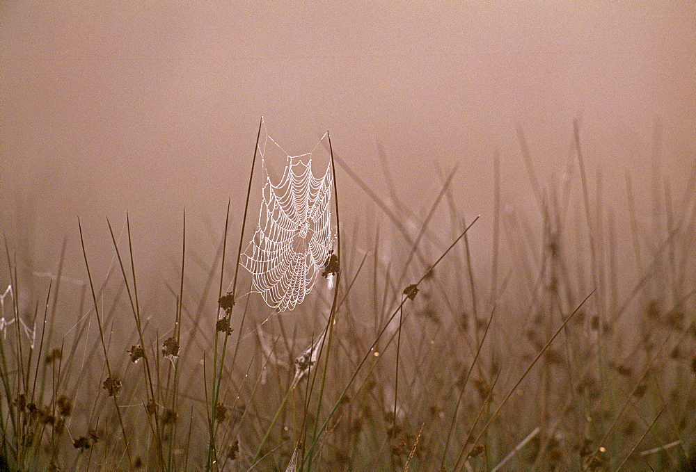 Spiders web covered in dew on autumn morning in September, Kent, England, United Kingdom, Europe