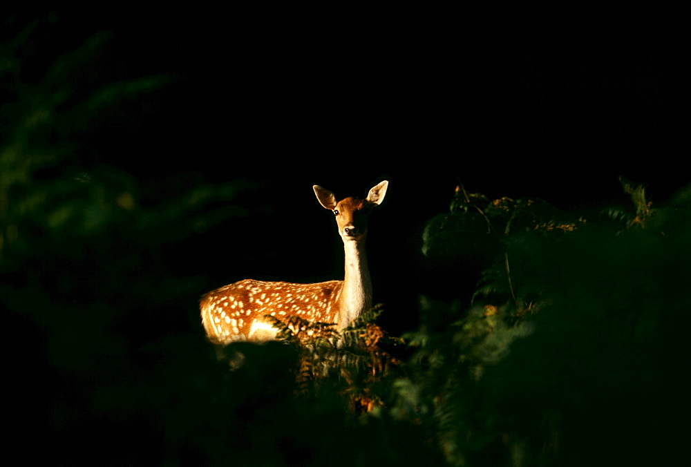 Fallow deer (Dama dama), doe peering from forest clearing in the autumn, New Forest, Hampshire, England, United Kingdom, Europe