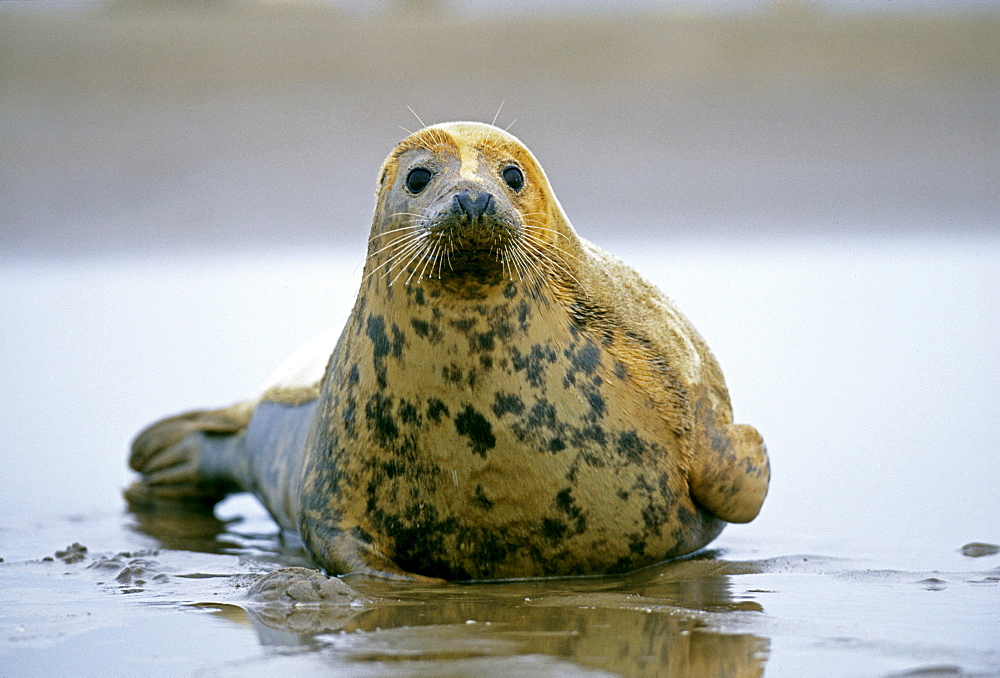 Common seal (Phoca vitulina), in winter, Lincolnshire, England, United Kingdom, Europe