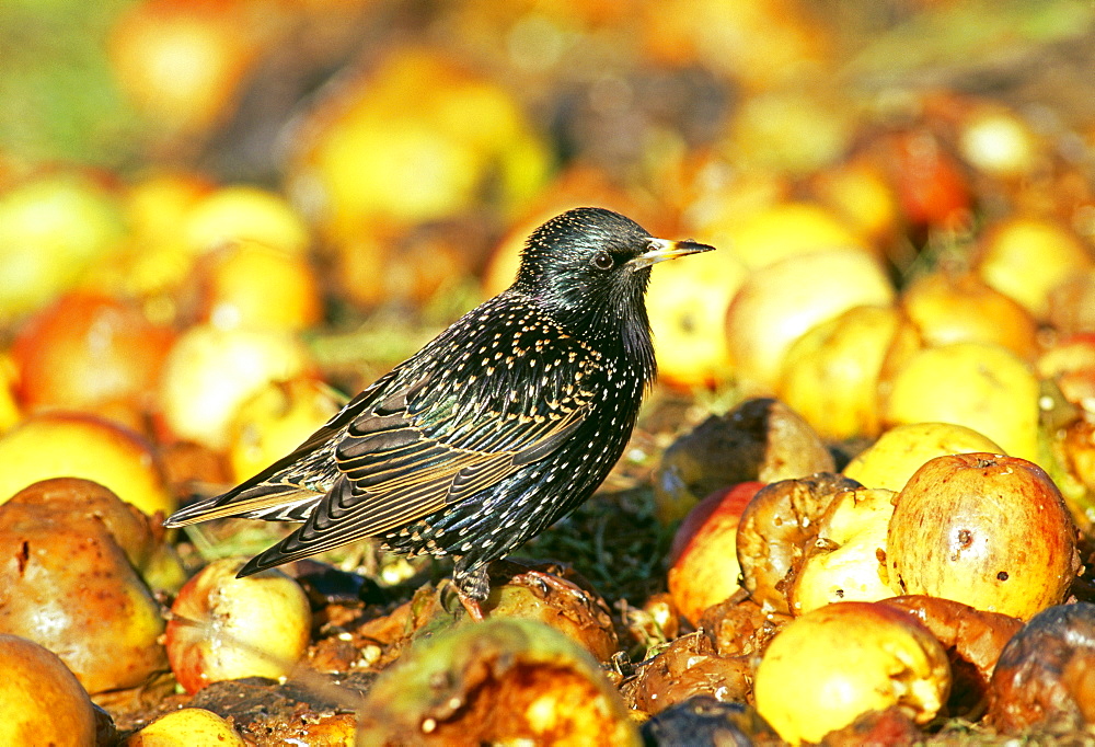 Starling (Sturnus vulgaris), feasting on fallen apples in orchard, Kent, England, United Kingdom, Europe