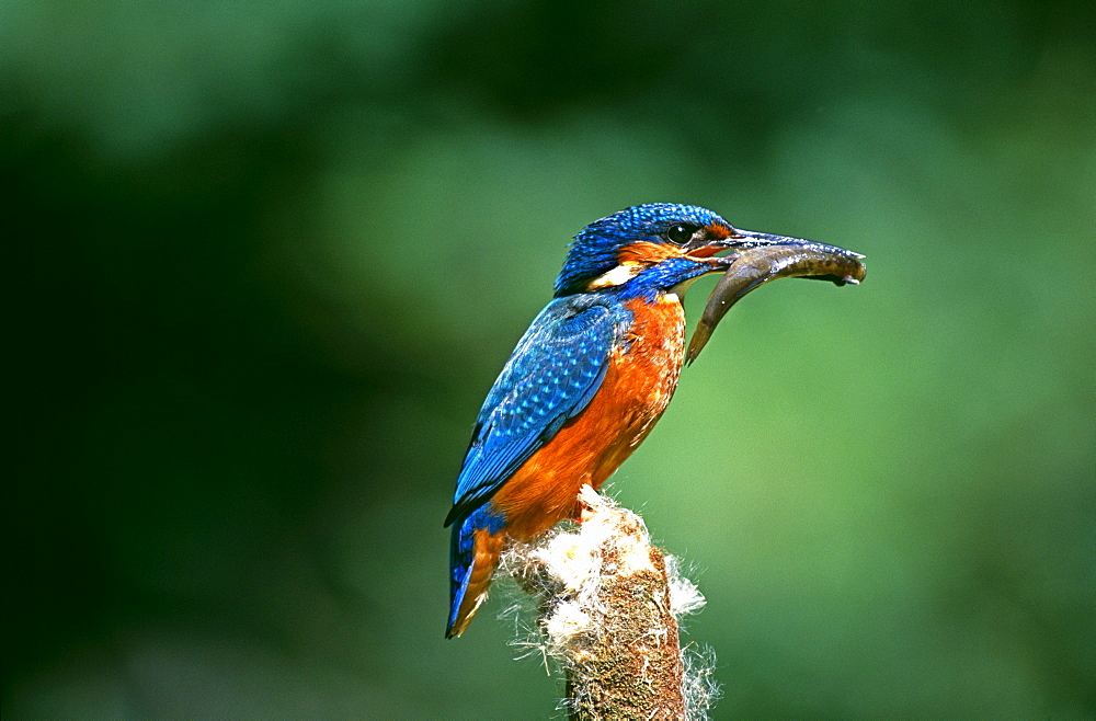 Kingfisher (Alcedo atthis), with fish, in spring, Buckinghamshire, England, United Kingdom, Europe