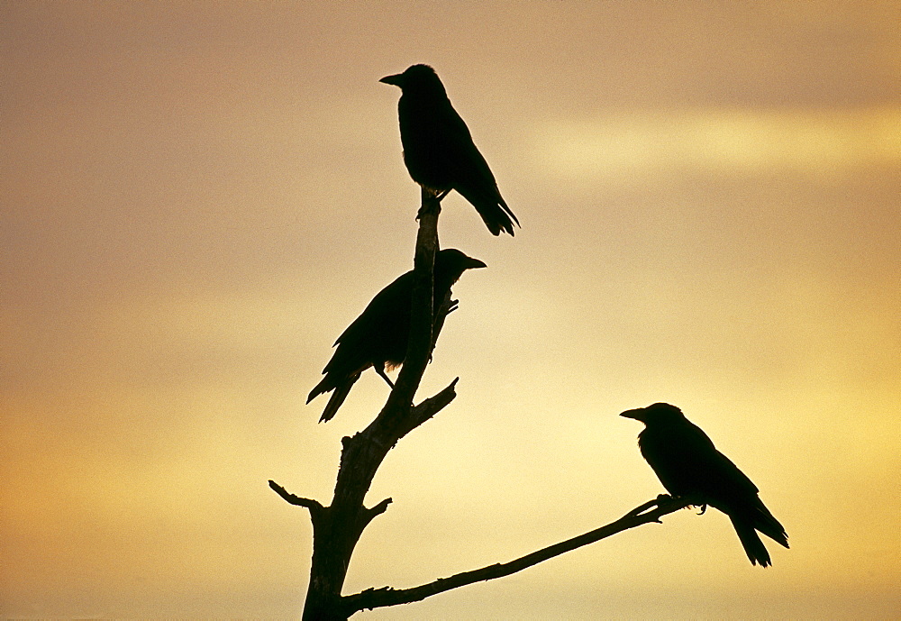 Carrion crows (Corvus corone), silhouetted at dawn, Kent, England, United Kingdom, Europe