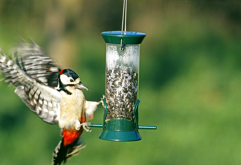 Great spotted woodpecker (Dendrocopos major), on seed feeder in garden, Kent, England, United Kingdom, Europe