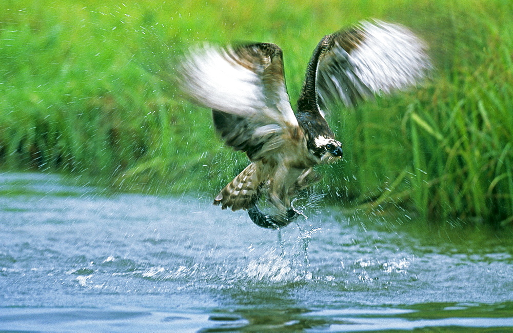 Osprey (Pandion haliaeetus), exploding out of water with a trout in summer, Finland, Scandinavia, Europe