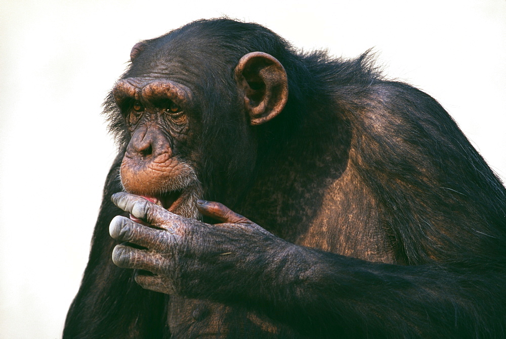 Old chimpanzee, in zoo