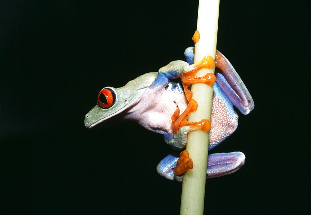 Red-eyed tree frog