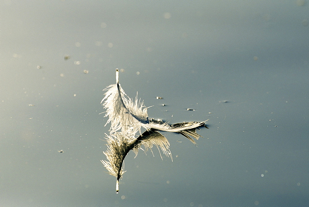 Feather from a mute swan (Cygnus olor)