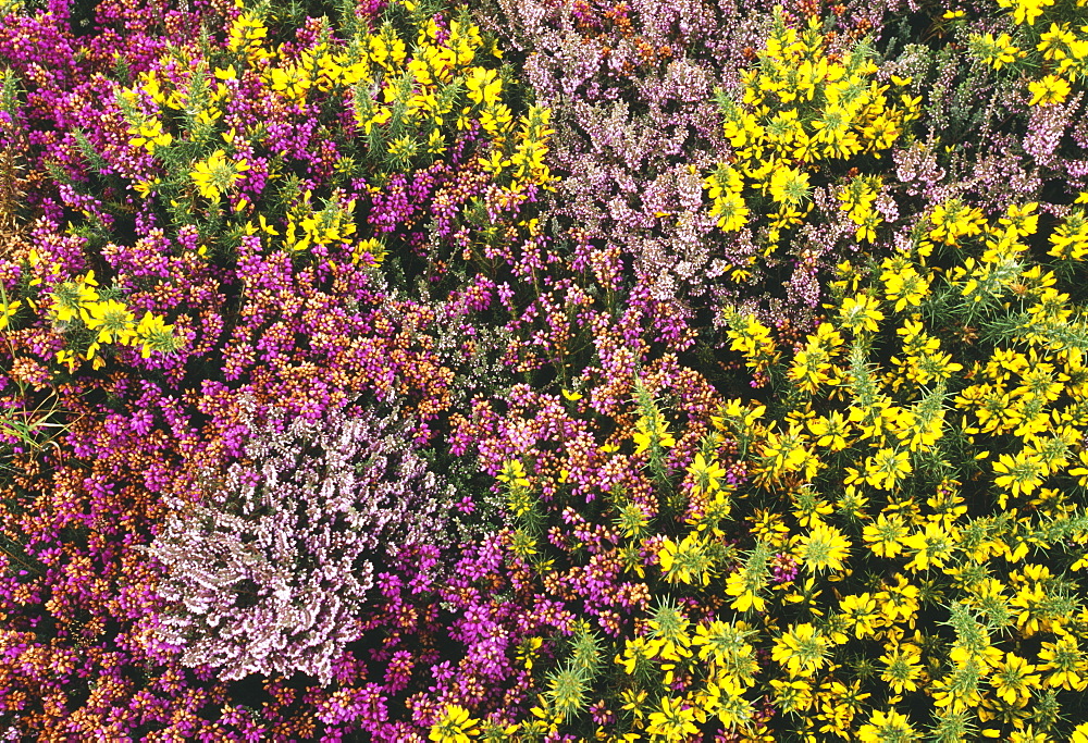 Heather, ling and gorse in summer, Dunwich Heath, Suffolk, England, United Kingdom, Europe