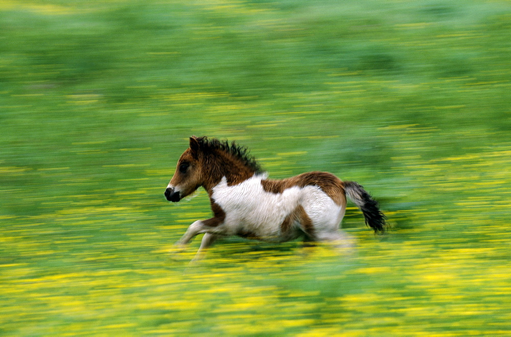 Shetland pony, Unst, Shetland, Scotland, United Kingdom, Europe