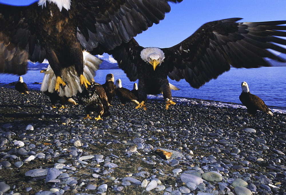 Bald eagles (Haliaetus leucocephalus) in February, Alaska, USA, North America