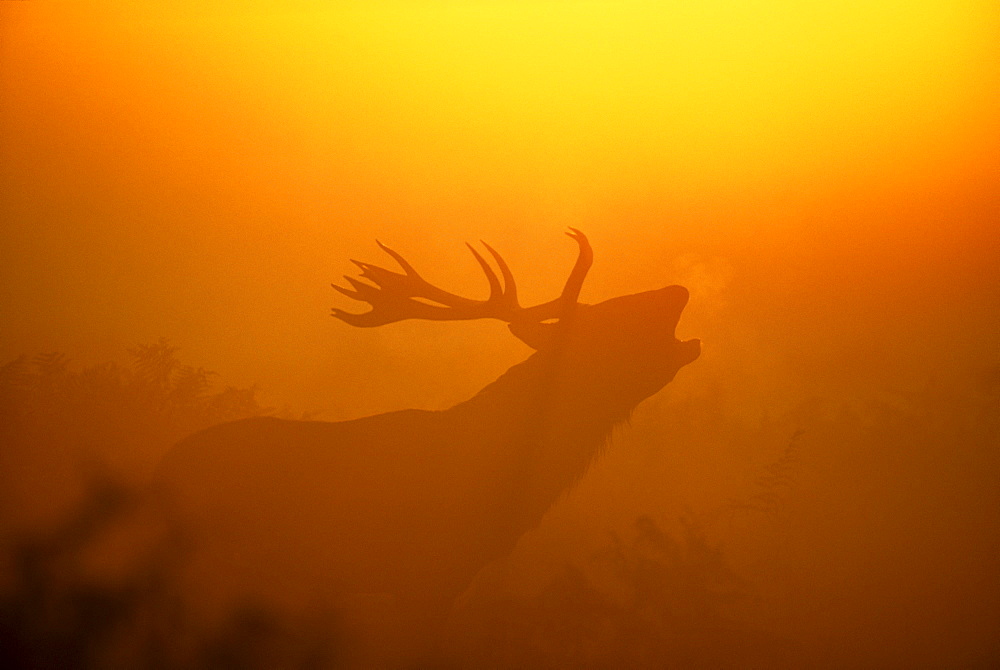 Red deer (Cervus elaphus), stag calling at dawn, autumn, United Kingdom, Europe