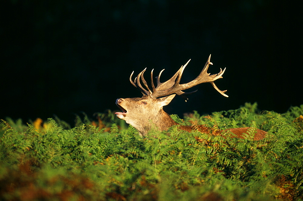 Red deer (Cervus elaphus), stag calling at dawn, autumn, United Kingdom, Europe