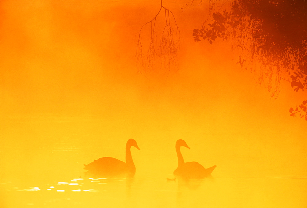 Mute swan (Cygnus olor) in autumn, United Kingdom, Europe