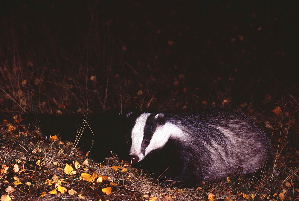 Young female badger (Meles mele) in autumn, Scotland, United Kingdom, Europe