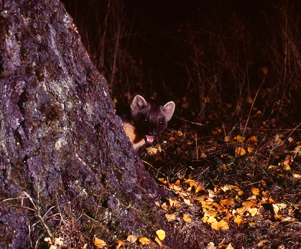 Pine marten (Martes martes) in autumn, Speyside, Scotland, United Kingdom, Europe