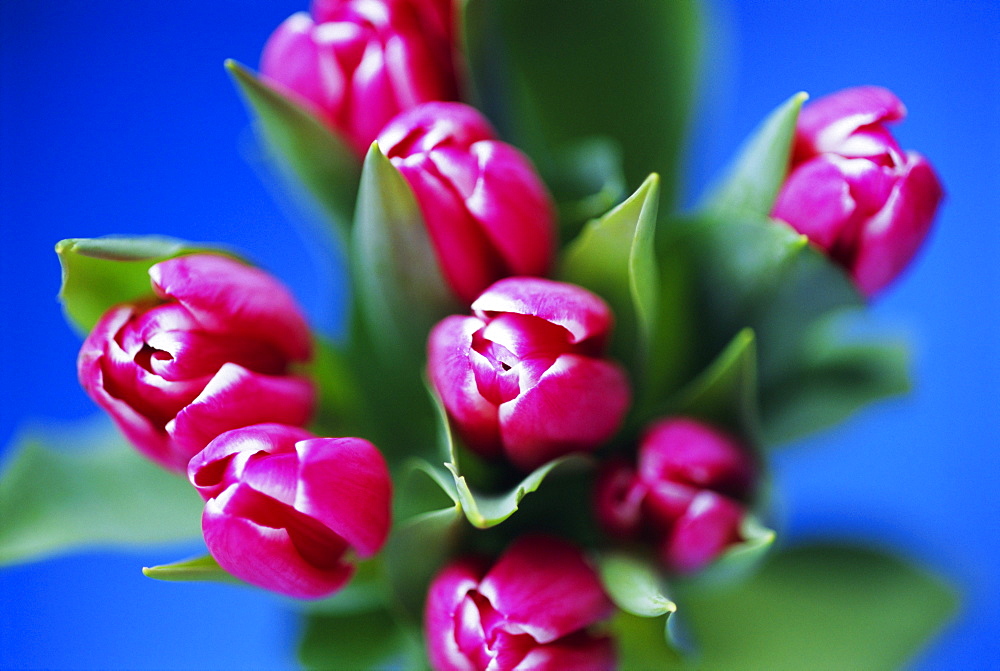 Bunch of pink tulips