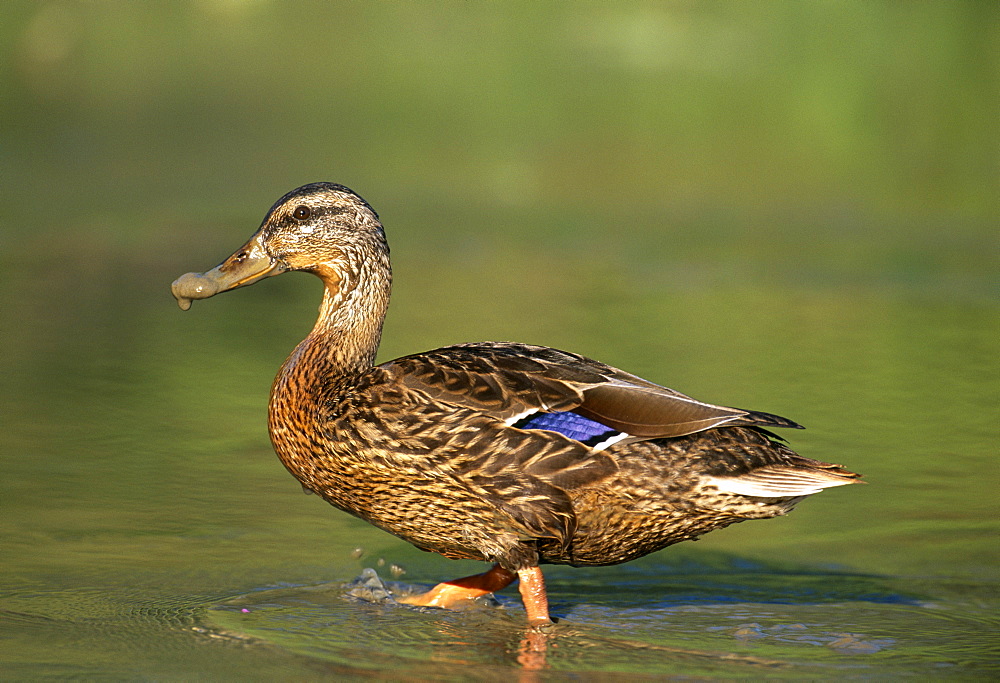 Female mallard (Anas platyrhynchos), Kent, England, United Kingdom, Europe