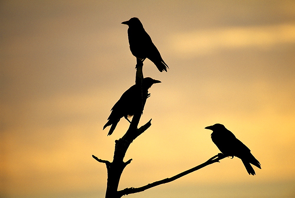 Carrion crows (Corvus corone), silhouetted at dawn, Kent, England, United Kingdom, Europe