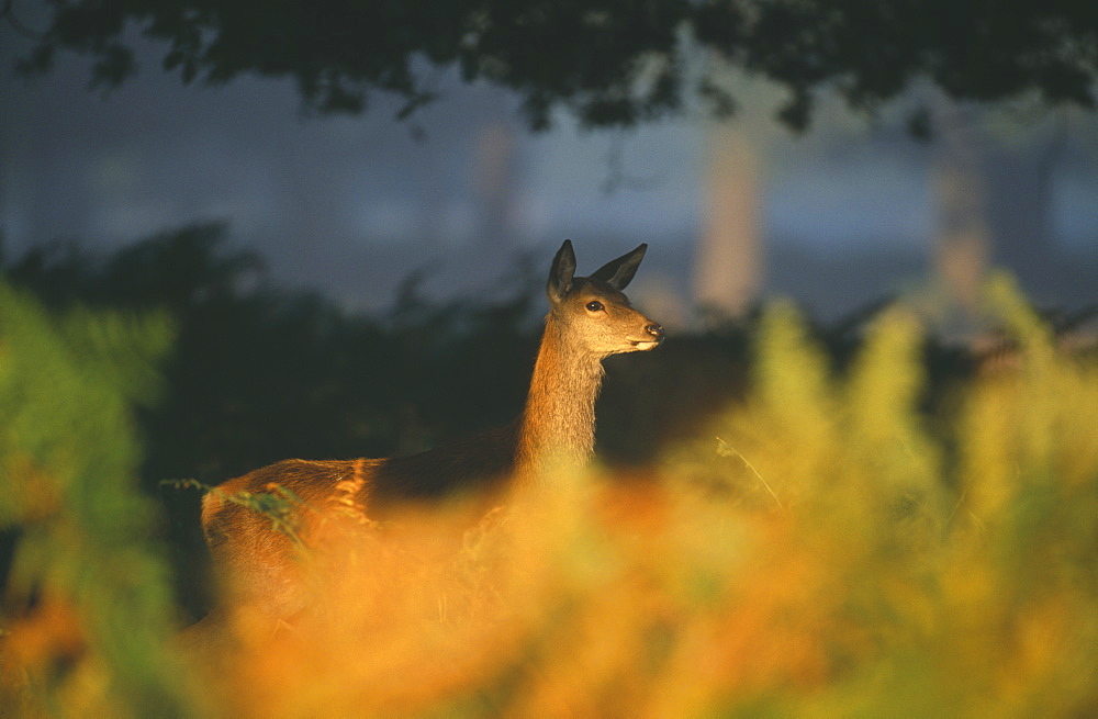 Red deer (Cervus elaphus), doe at dawn in autumn, New Forest, Hampshire, England, United Kingdom, Europe