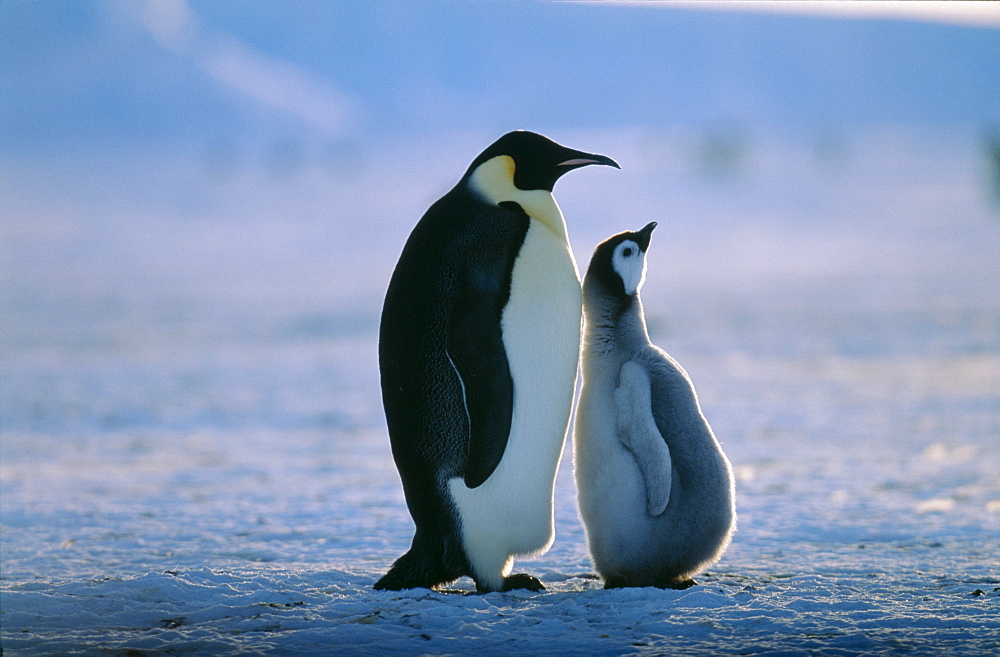 Emperor penguin (Aptenodytes forsteri), with chick, Weddell Sea, Antarctica, Polar Regions